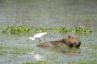 Por qué los reservorios de agua dulce son tan importantes