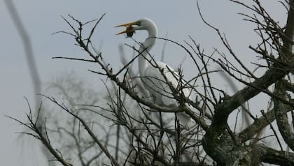 Una garza blanca que atrapó un pez