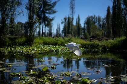 Una garza blanca sobrevuela los canales de Xochimilco