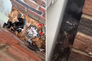 Seis gatitos quedaron solos entre dos casas y una rescatista ideó un plan para reunirlos con su madre