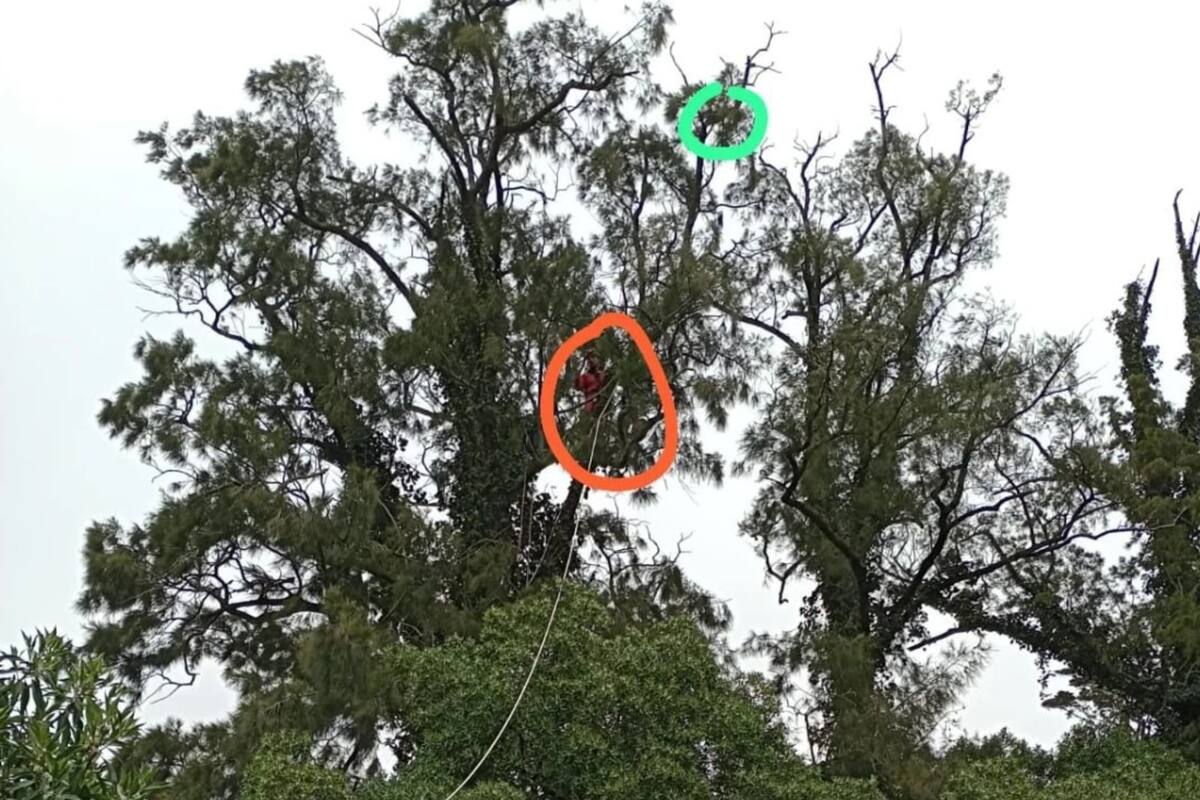 Una gata fue rescatada luego de 5 días atascada en un árbol de 20 metros