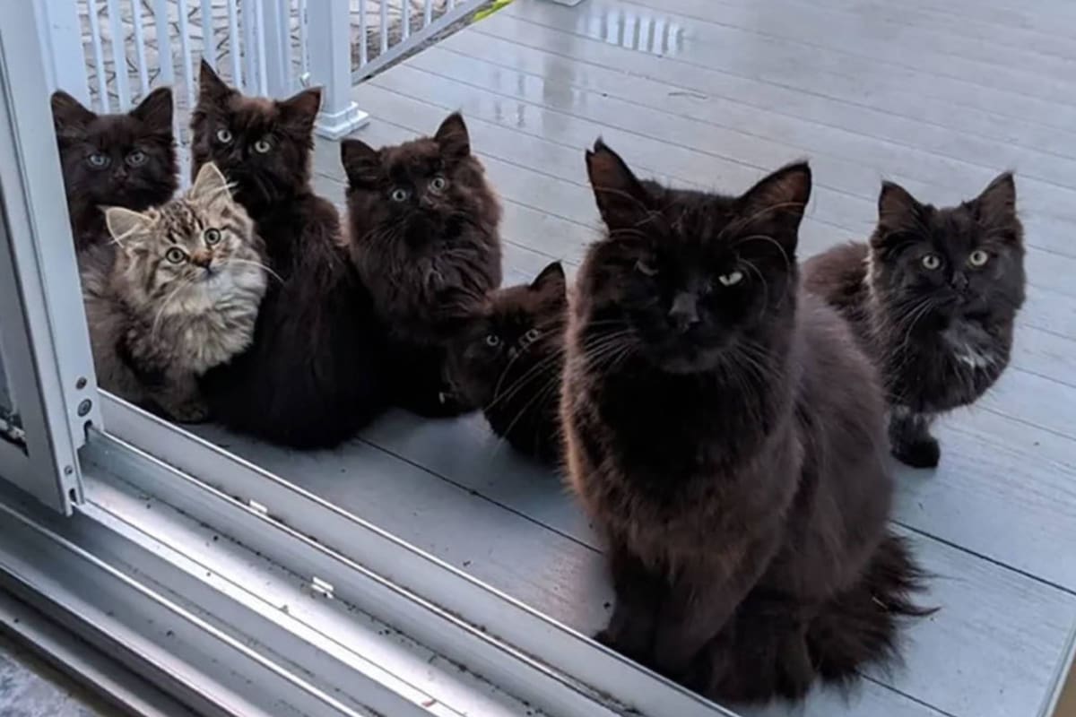 Una gata le llevó a sus cachorros a una mujer que la alimentó cuando estaba preñada