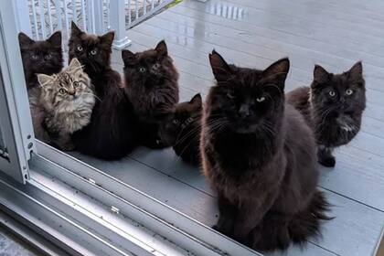 Una gata le llevó a sus cachorros a una mujer que la alimentó cuando estaba preñada