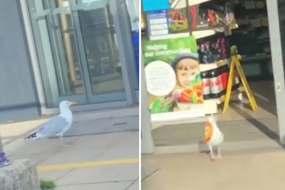 Una gaviota robó el equivalente a 370 dólares en paquetes de snacks