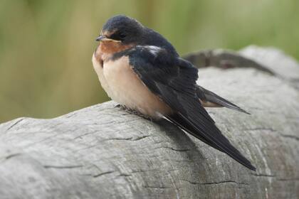 Una golondrina tijerita (Hirundo rustica) registrada por la usuaria Silvia Mallet