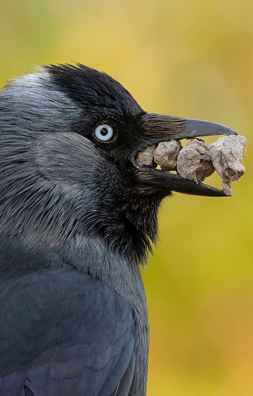 Una grajilla lleva piedras a su nido