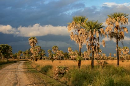 Una gran llanura cubierta de esteros y lagunas, sabanas con palmar, isletas de monte y selva de ribera integran el Parque Nacional Río Pilcomayo, al este de Formosa.