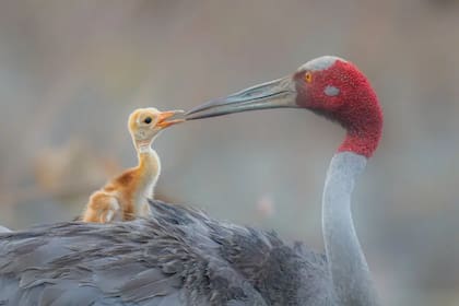 Una grulla sarus limpia con delicadeza a su polluelo