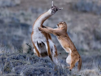 El puma es el depredador natural del guanaco
