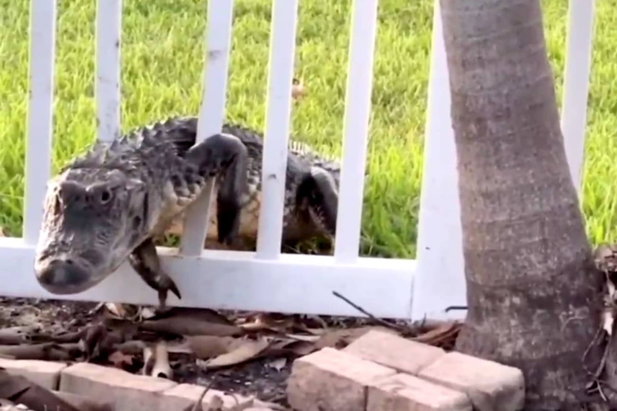 Una hembra de caimán hizo todo lo que pudo para llegar a donde estaba su nido