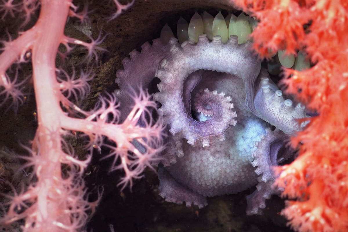 Una hembra de pulpo incubando huevos detrás de un coral para protegerlos.