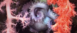 Confirman el hallazgo de 57 nuevas especies en la expedición submarina del Conicet que fue furor