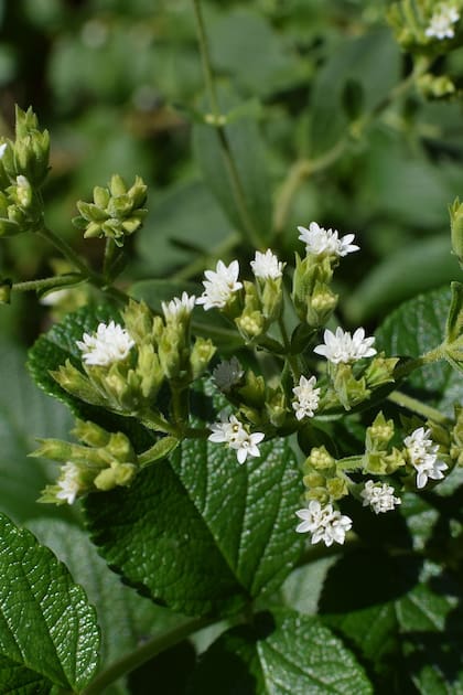 Una herbácea perenne medicinal a la que podemos reservarle un pequeño sector soleado de la huerta