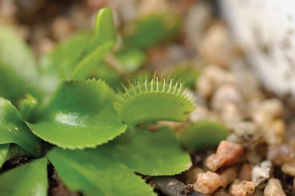 Con un movimiento rápido y relacionado con la llegada de insectos (aunque en vez de ahuyentar busca atraparlos), es el de ciertas trampas de plantas carnívoras como la Dionaea, cuyas hojas son sensibles al roce. Así capturan a los insectos que balancean su dieta con nitrógeno y fósforo.