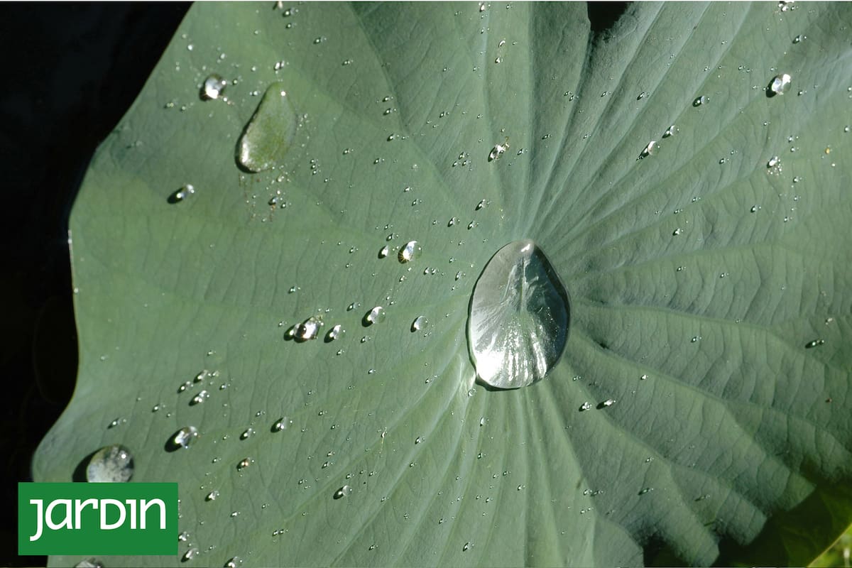 La Tradescantia sillamontana es nativa de lugares con poca agua, calor y mucha luminosidad. Una maraña de largos pelitos le permite sobrevivir allí.