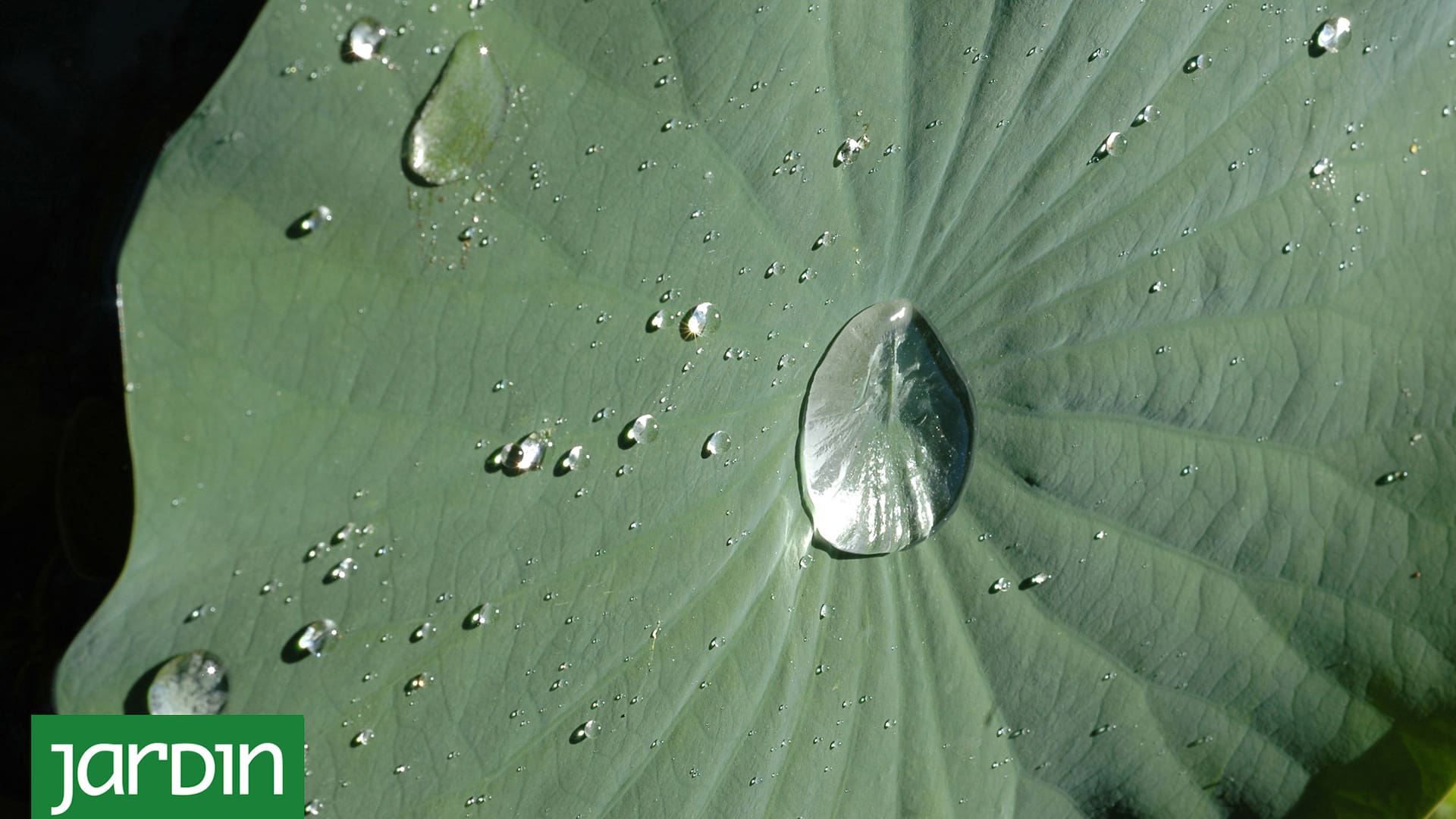 La Tradescantia sillamontana es nativa de lugares con poca agua, calor y mucha luminosidad. Una maraña de largos pelitos le permite sobrevivir allí.