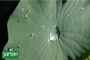 Una hoja de Nelumbo nucifera, el loto sagrado, cuya epidermis repele el agua que corre rápido levantando a su paso a las impurezas.