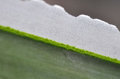Una hoja de Yucca filamentosa desgarrada nos permite ver fácilmente su gruesa epidermis y así comprender mejor la naturaleza de este tejido.