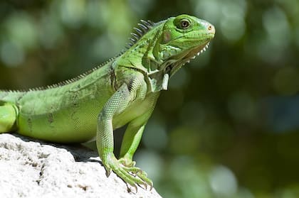 Una iguana mordió a una niña de tres años y le provocó una grave y atípica infección
