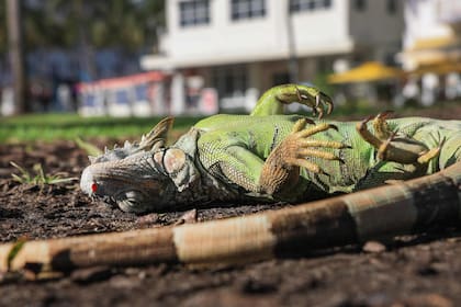 Una iguana verde, aturdida por el frío, yace en el en Miami Beach, Florida. Estas criaturas de sangre fría se caen de los árboles cuando las temperaturas bajan demasiado