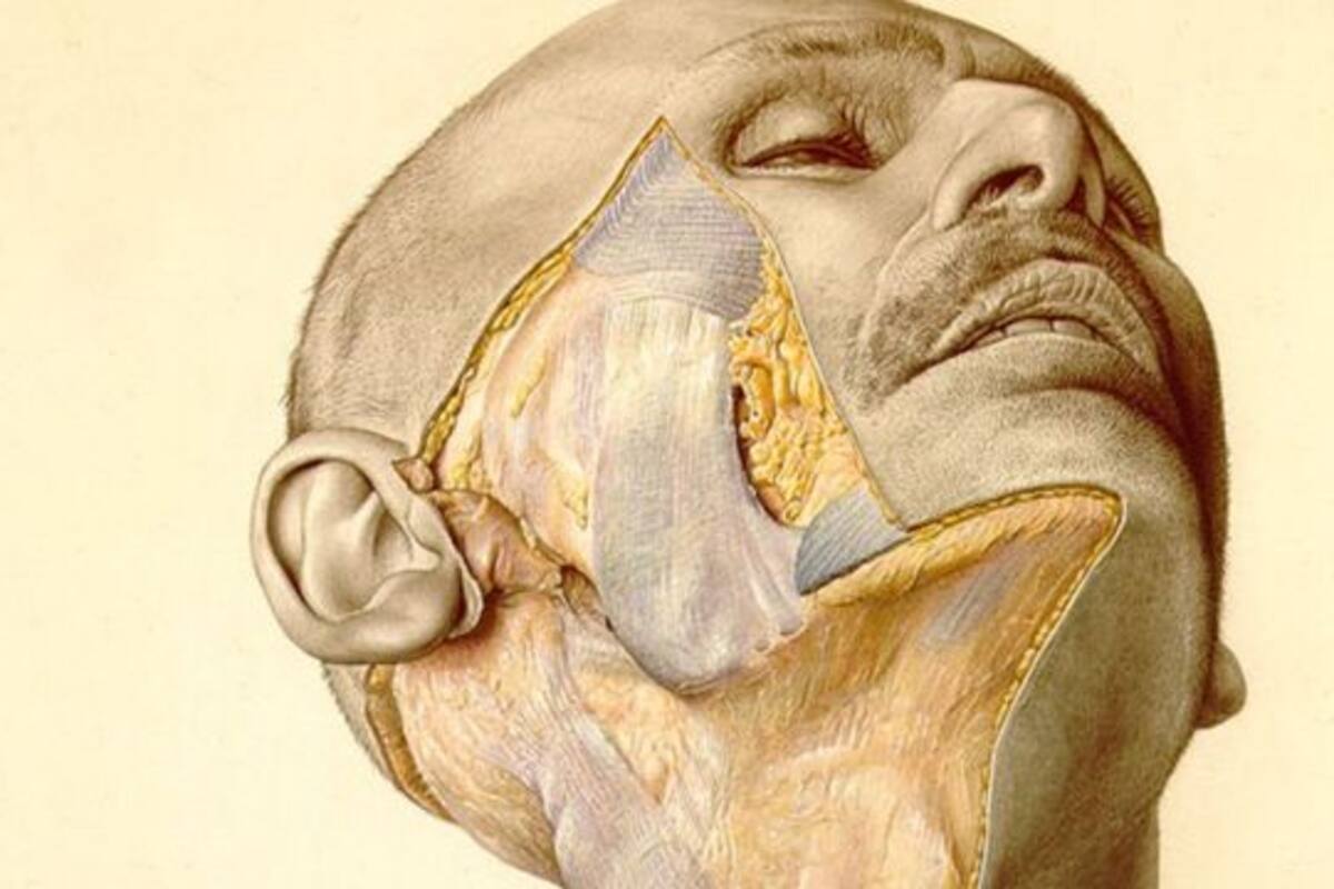 Una ilustración del atlas muestra la mejilla parcialmente disecada de un hombre