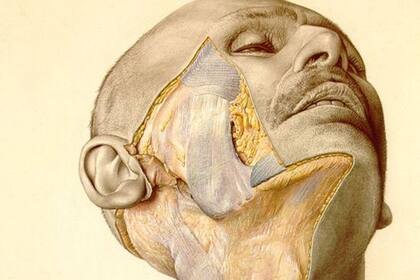 Una ilustración del atlas muestra la mejilla parcialmente disecada de un hombre