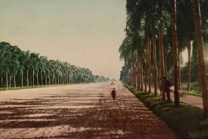 Una imagen coloreada de la Avenida de las Palmeras, del año 1903