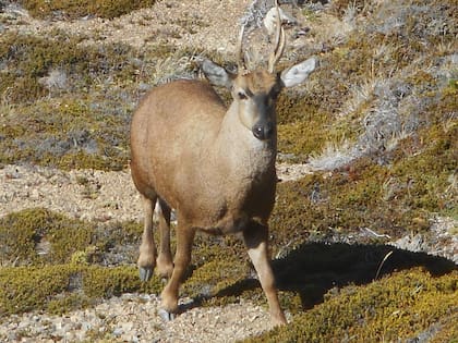 Una imagen de 2018 muestra a uno de los huemules del cerro Pirque, espacio de conservación de especies que está afectado por los fuegos