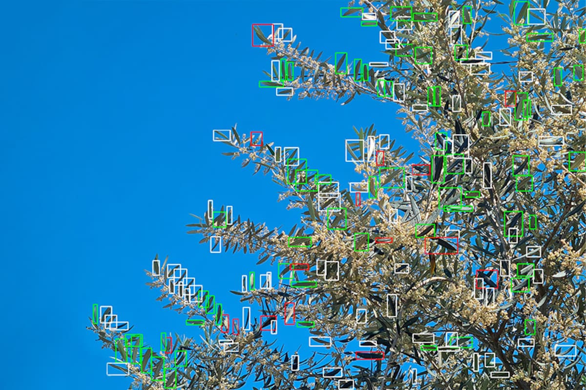 Una imagen de cómo la IA detecta las enfermedades en un árbol. Foto: gentileza.