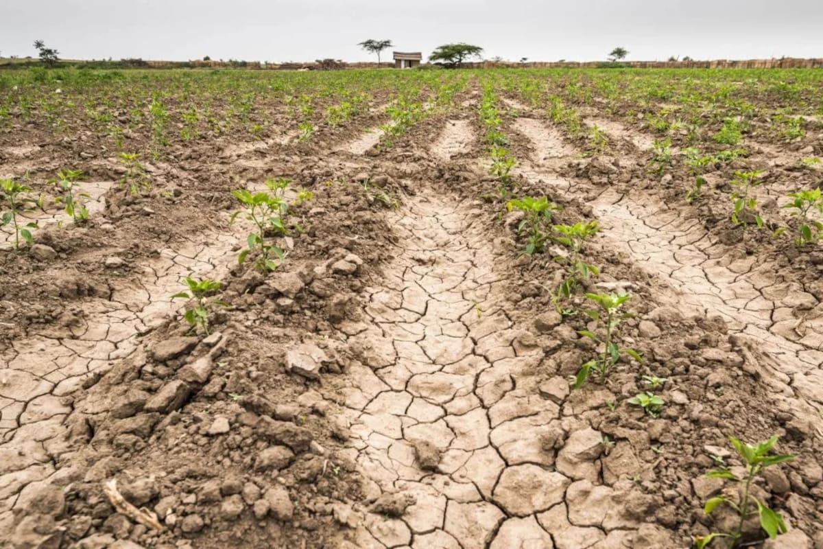 Una imagen de la sequía 2022/2023, que generó una fuerte caída de la producción