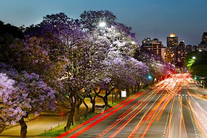 Una imagen de un jacarandá en la noche porteña; será una de las especies que sumará más cantidad de árboles nuevos