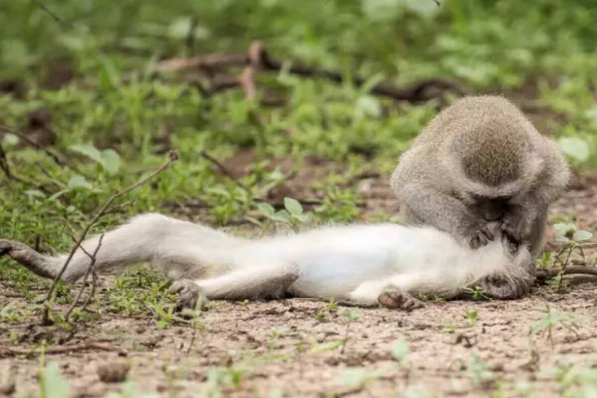 Una imagen en la que un mono le hace respiración boca a boca a su amigo se volvió viral