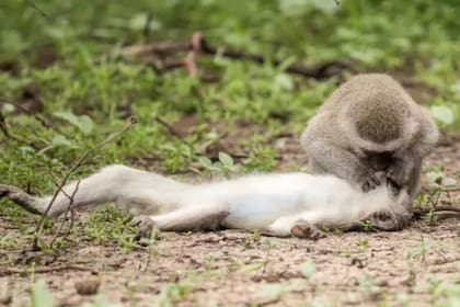 Una imagen en la que un mono le hace respiración boca a boca a su amigo se volvió viral