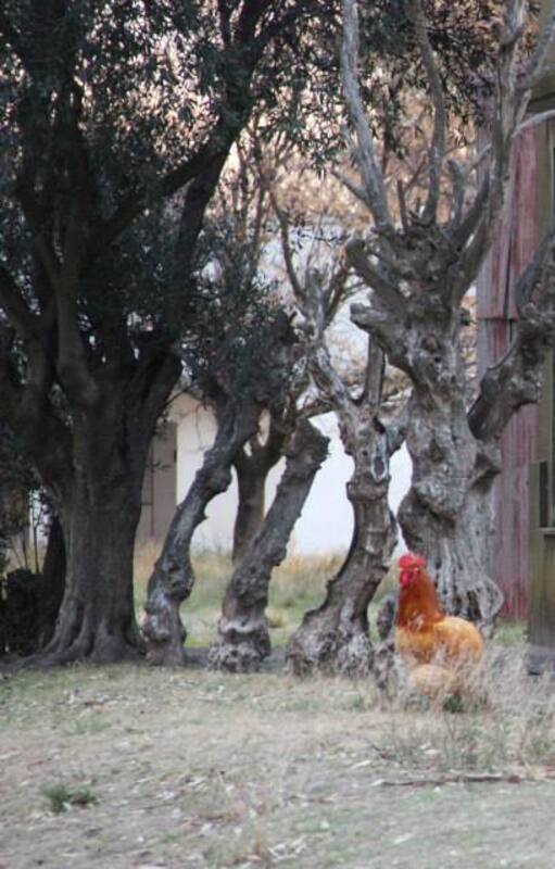 Una imagen Estela, el pueblo que cierra porque sus últimos dos habitantes se mudan (foto: Proyecto Pulpería)