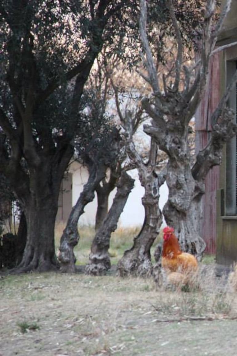 Una imagen Estela, el pueblo que cierra porque sus últimos dos habitantes se mudan (foto: Proyecto Pulpería)