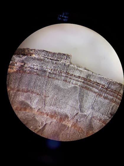 Una imagen microscópica de un fragmento de una de las maderas examinadas por los investigadores en Canadá (Petra Doeve via The New York Times)