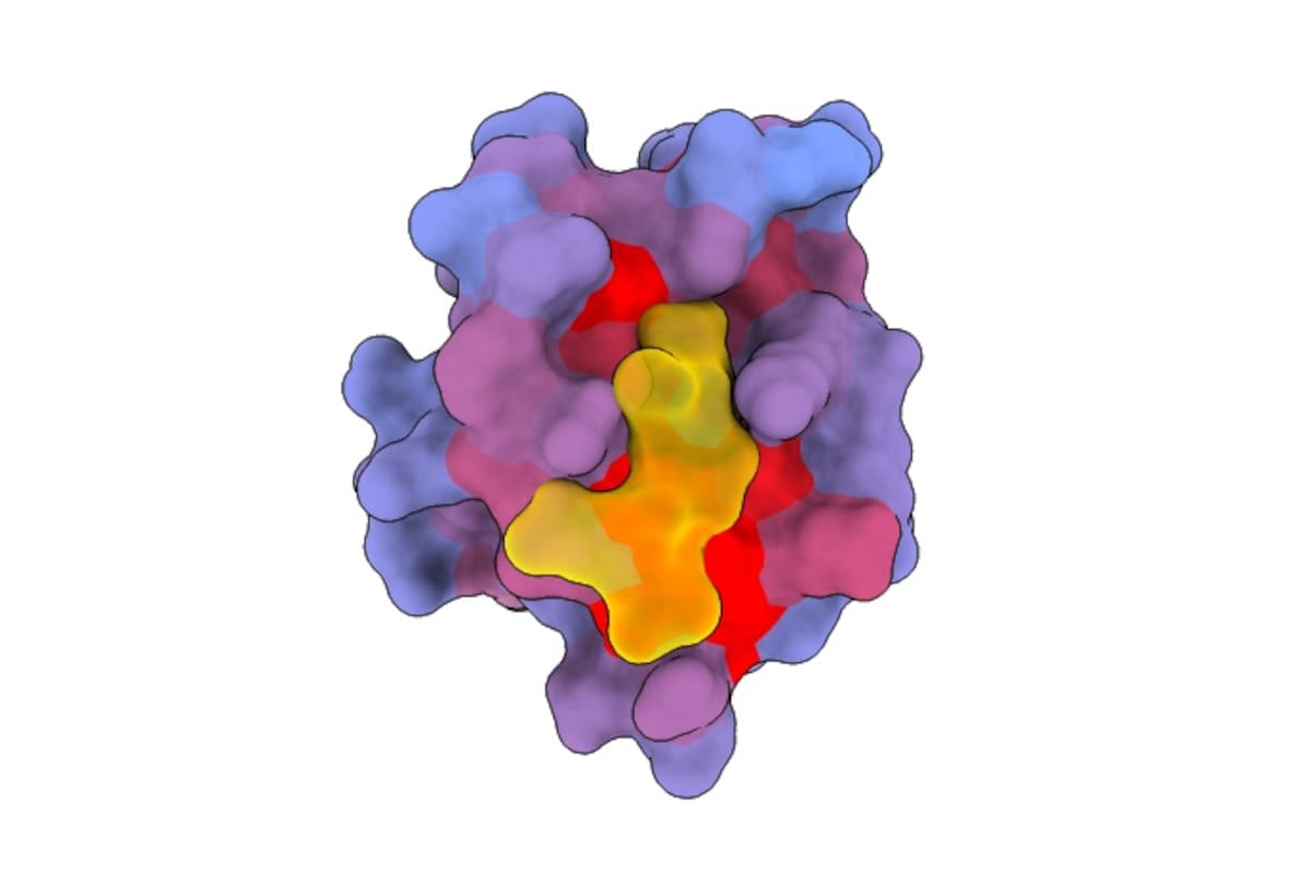 Una imagen tridimensional que muestra una proteína humana con otra molécula (en amarillo) en el sitio activo, con un gradiente de color azul a rojo que muestra un potencial creciente de efectos alostéricos