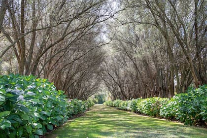 Una imponente avenida de olivos y hortensias a sus pies.