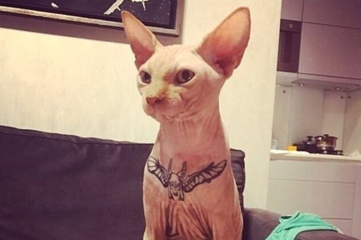 Una influencer decidió someter a su gato a un tatuaje y compartirlo en Instagram