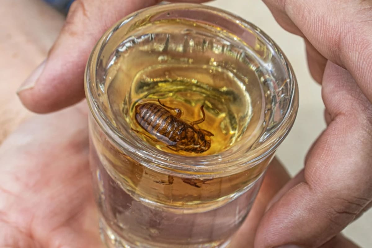 Una infusión de Jeppson’s Malört con cigarras recolectadas en un parque vecino: la creativa idea de un bar de Illinois para celebrar el nacimiento del insecto