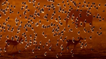 Una inmensa bandada de pájaros llena el aire, sus oscuras siluetas ondeando contra un cálido cielo dorado