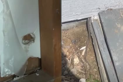 Una invasión de serpientes sorprendió a una mujer que compró una propiedad en Estados Unidos