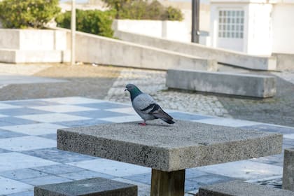 Una investigación de la UBA desarrollada en Mar del Plata, Balcarce y Miramar señala que las áreas urbanas actúan como un filtro que disminuye la variedad de colores de las aves que las habitan y beneficia el gris, probablemente porque favorece el mimetismo con el cemento