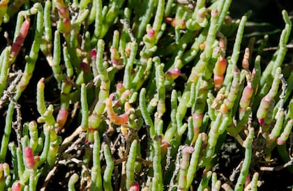Una investigación demostró que esta planta es eficaz para reducir la presión arterial y el colesterol LDL en humanos