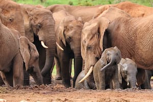 Una investigación en Kenia revela 469 llamadas distintas utilizadas entre elefantes