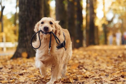 Una investigación hecha por la Universidad de Stavanger y la Universidad Eötvös Loránd expuso que los perros pueden identificar palabras con objetos concretos (Foto: Pixabay)