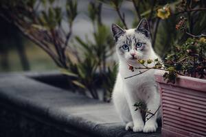 Una investigación reveló a dónde se van los gatos cuando salen del hogar
