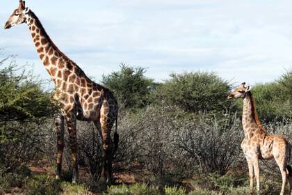 Una jirafa enana junto a un macho adulto. Fuente: Michael Brown vía The New York Times.