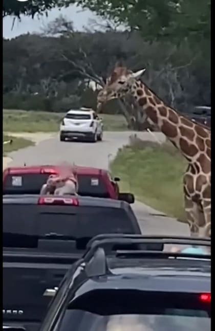 Una jirafa levantó a una nena de dos años en Texas