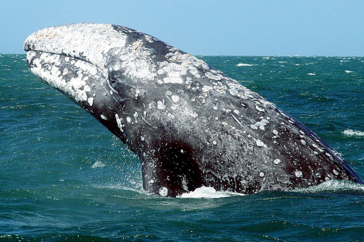 Una joven ballena gris nada cerca de una embarcación y se deja acariciar por sus tripulantes